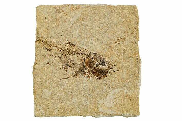 Oligocene Fossil Deep-Sea Hatchetfish (Polyipnus) - Poland #374278